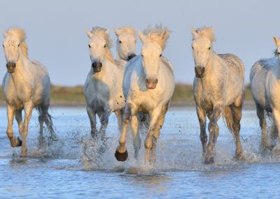 Camargue